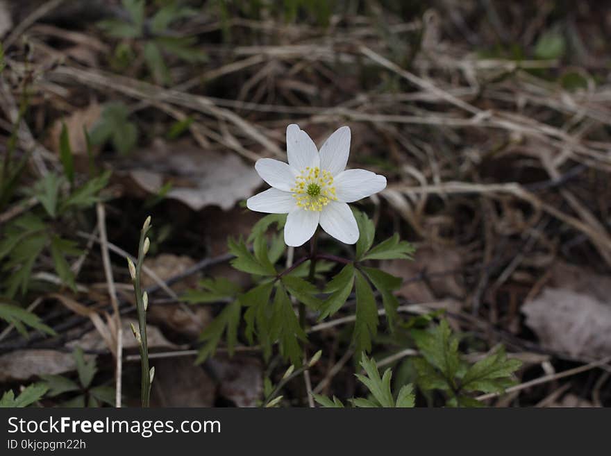 Flower, Plant, Flora, Anemone