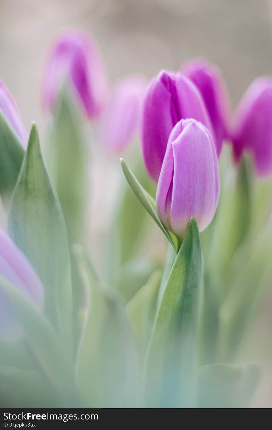 Flower, Purple, Tulip, Plant