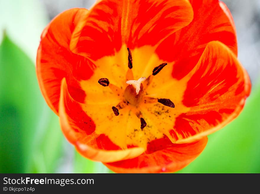 Flower, Orange, Plant, Close Up