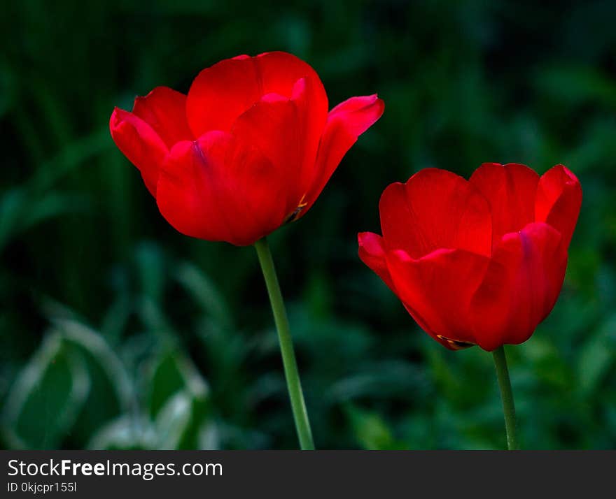 Flower, Red, Wildflower, Plant