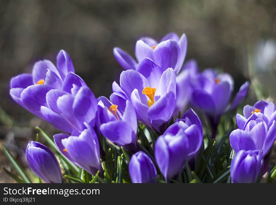 Flower, Crocus, Plant, Flowering Plant