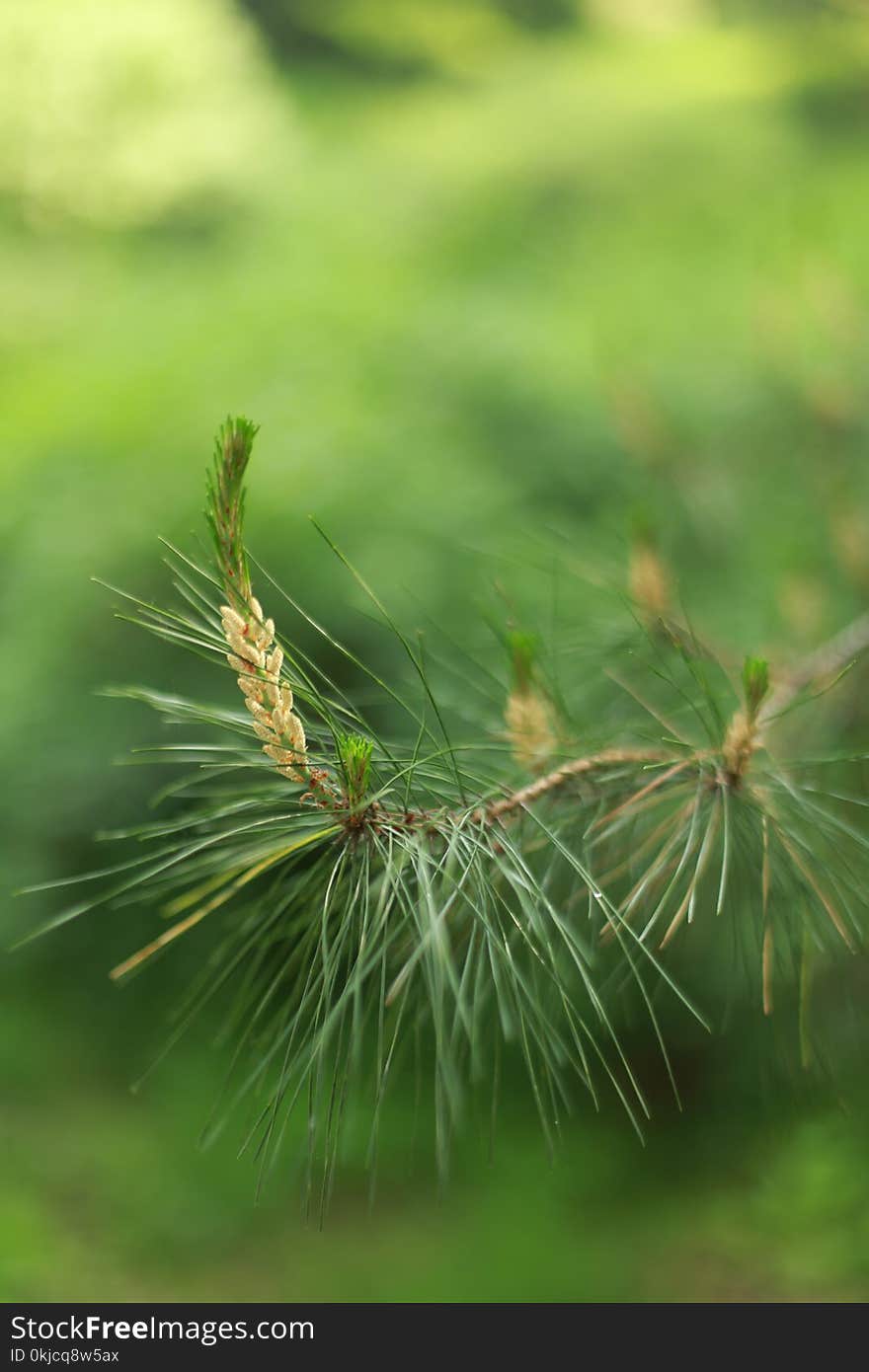 Vegetation, Ecosystem, Grass, Close Up