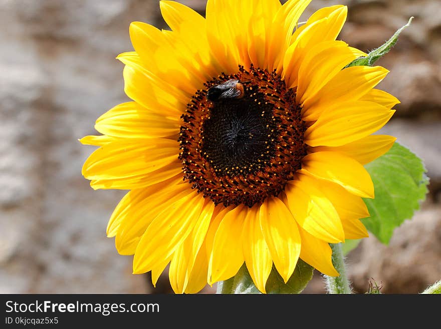 Flower, Sunflower, Yellow, Sunflower Seed