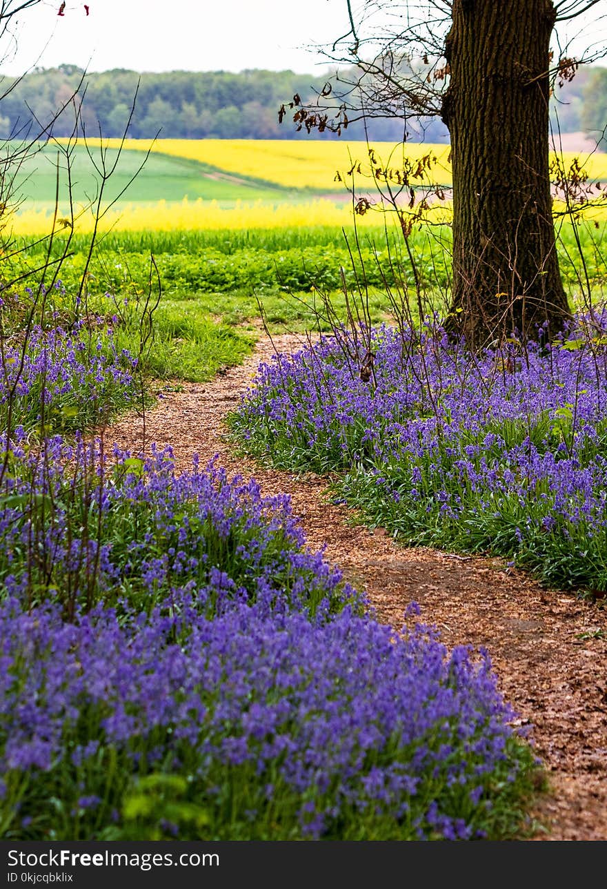 Flower, Plant, Field, Wildflower