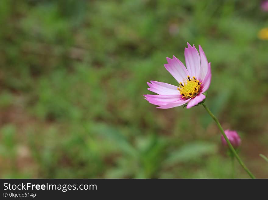 Flower, Flora, Plant, Garden Cosmos