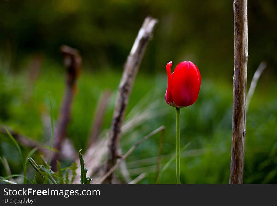 Flower, Plant, Flora, Bud