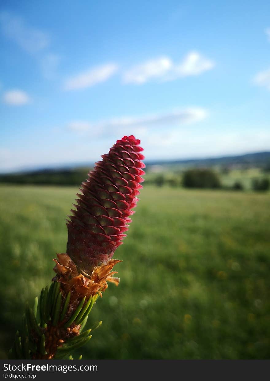 Sky, Vegetation, Ecosystem, Flower