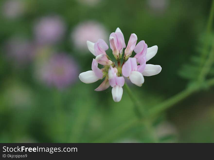 Flower, Flora, Plant, Wildflower