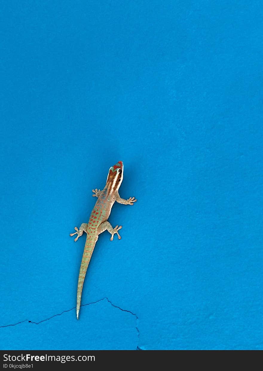 Reptile, Lizard, Sky, Gecko