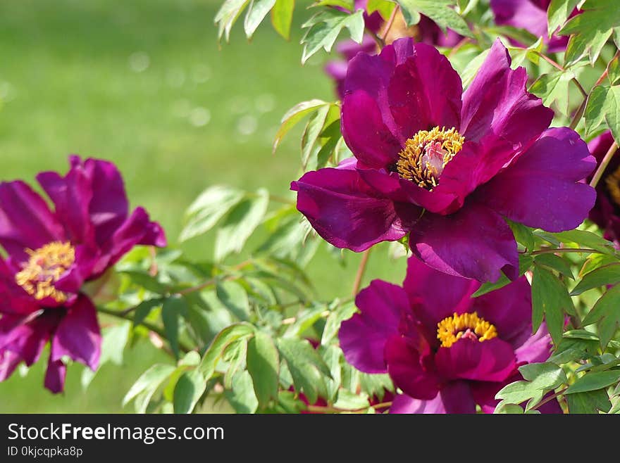 Flower, Peony, Plant, Flowering Plant