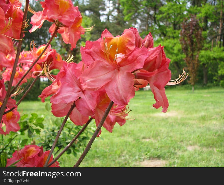 Flower, Plant, Woody Plant, Flowering Plant