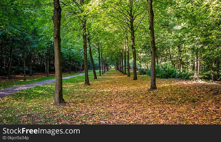 Woodland, Nature, Ecosystem, Nature Reserve