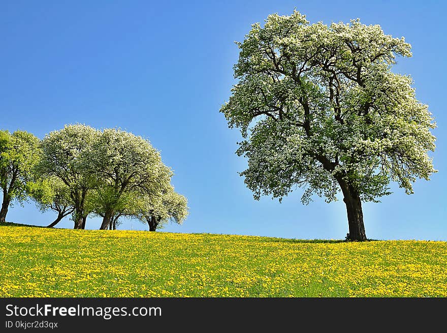 Grassland, Tree, Sky, Field