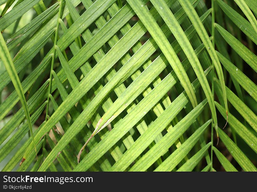 Leaf, Plant, Grass, Grass Family