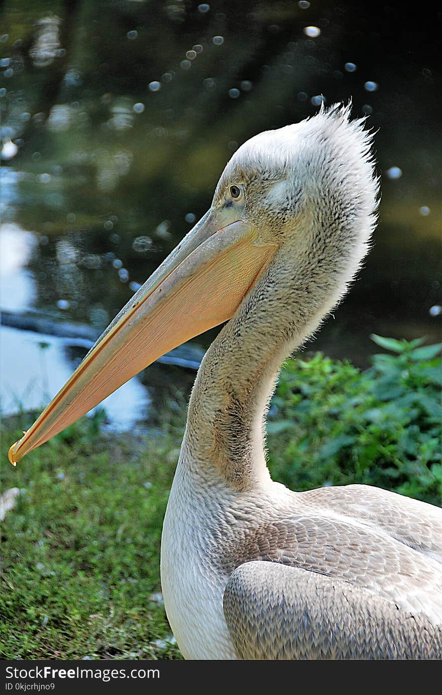 Pelican, Beak, Fauna, Bird