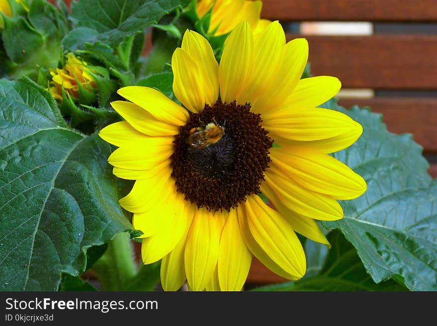 Flower, Sunflower, Yellow, Bee