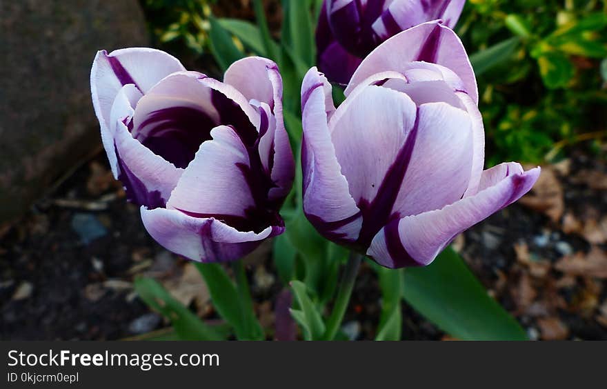 Flower, Plant, Flowering Plant, Purple