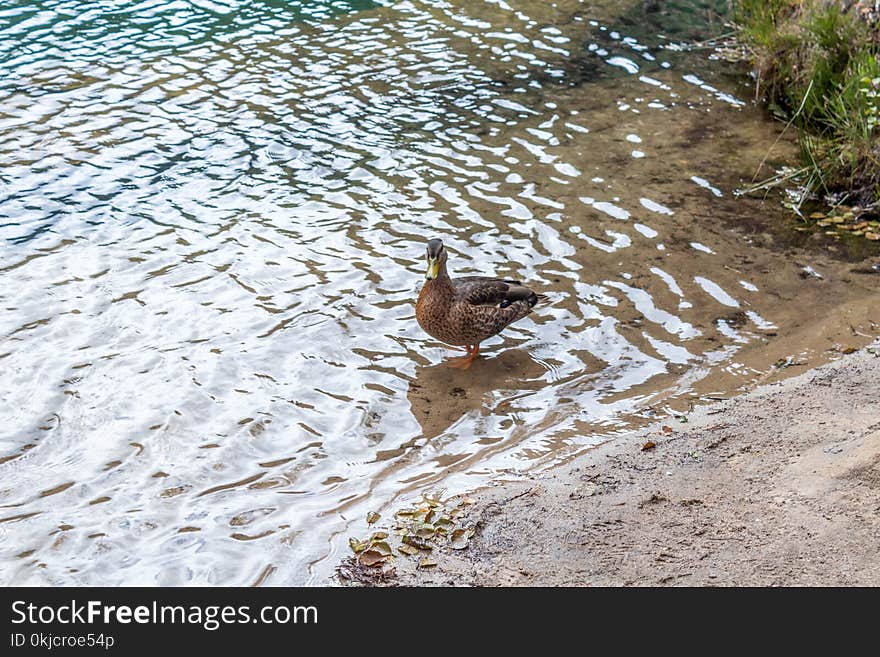 Bird, Water, Fauna, Duck