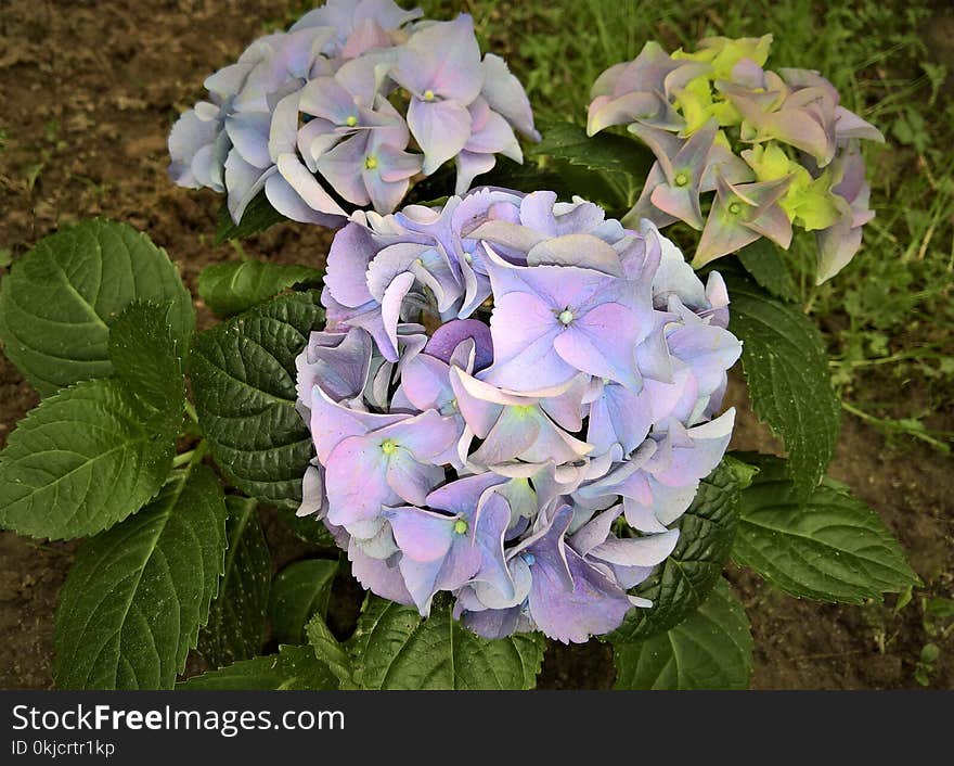 Flower, Plant, Flowering Plant, Hydrangea