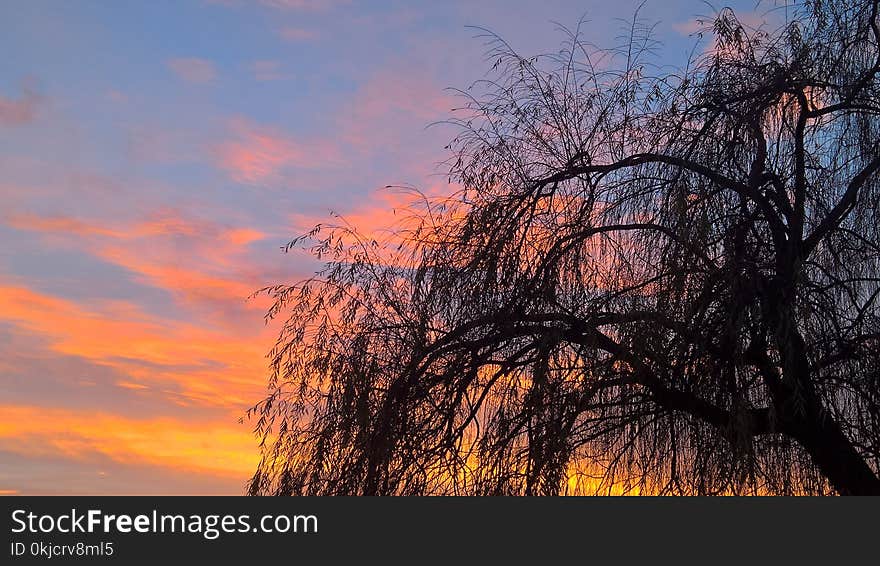 Sky, Tree, Branch, Dawn