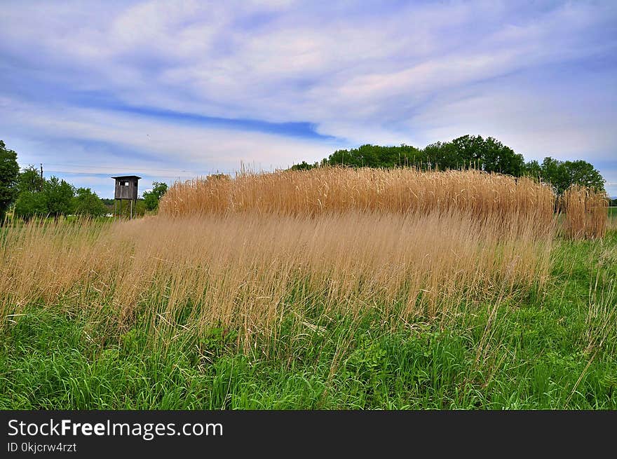 Grassland, Sky, Vegetation, Field