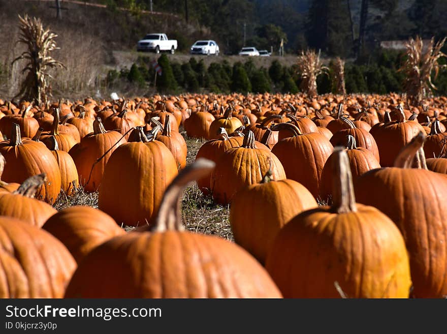 Pumpkin, Winter Squash, Calabaza, Cucurbita