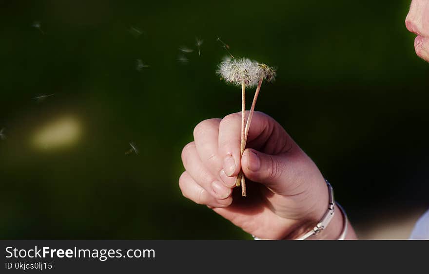 Finger, Hand, Plant, Spring