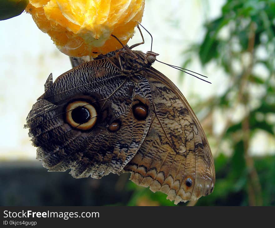 Moths And Butterflies, Butterfly, Insect, Invertebrate