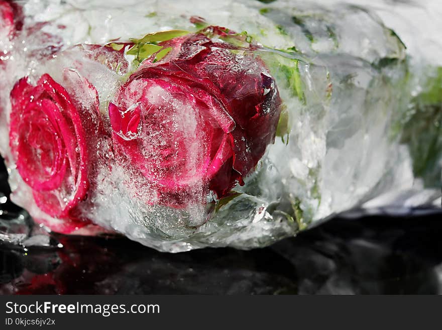 Red, Pink, Flower, Garden Roses