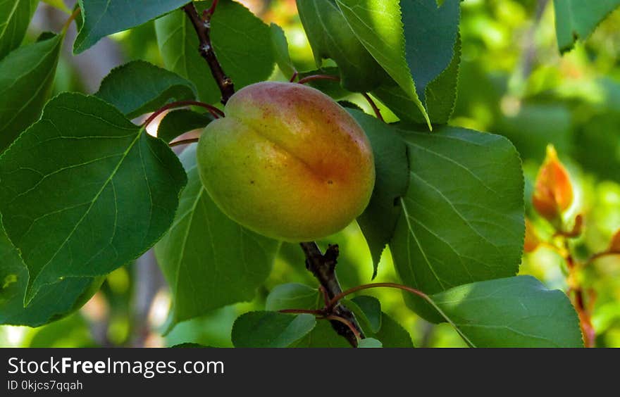 Fruit, Fruit Tree, Branch, Peach