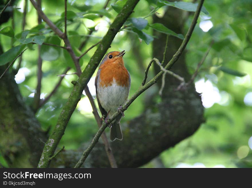 Bird, European Robin, Fauna, Beak