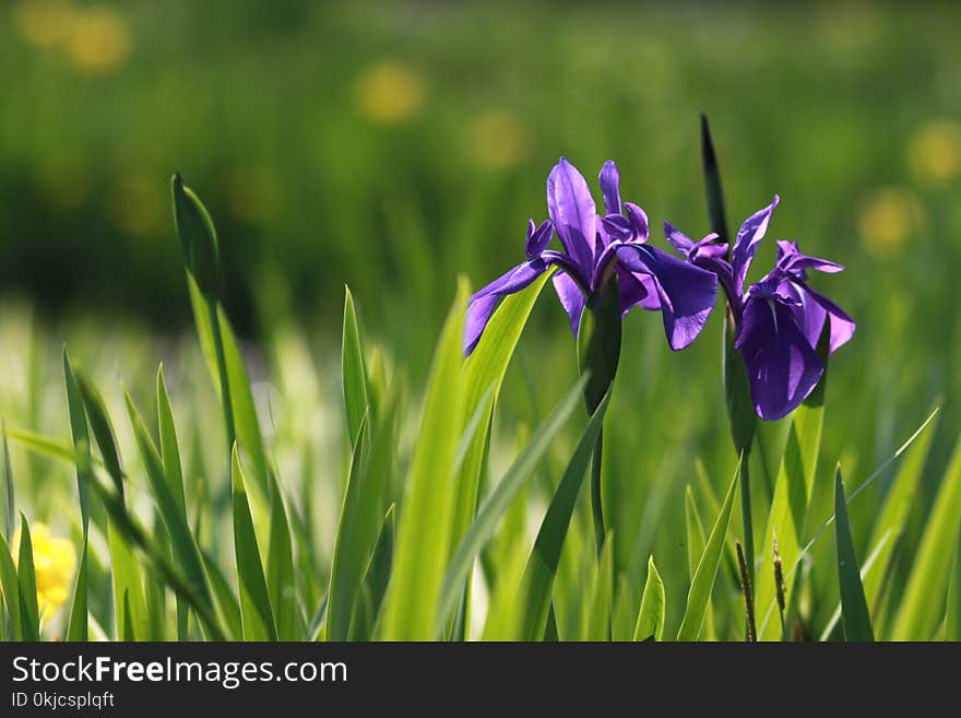 Flower, Plant, Flowering Plant, Flora