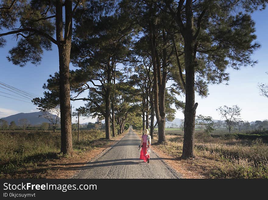 Tree, Path, Sky, Woody Plant