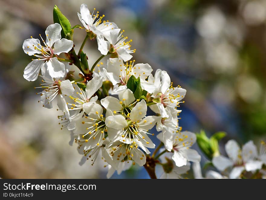 White, Blossom, Flower, Spring