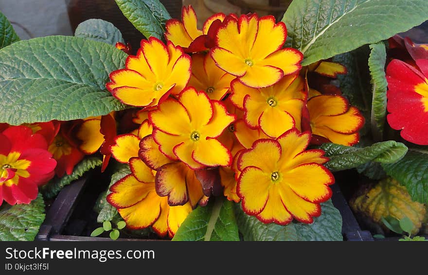 Flower, Plant, Primula, Flowering Plant