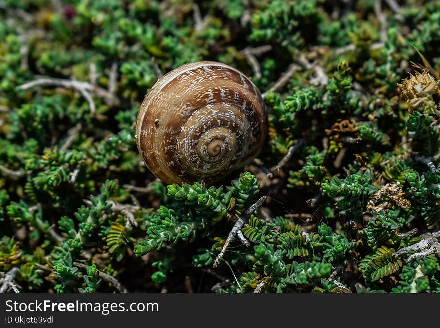 Snail, Snails And Slugs, Terrestrial Animal, Schnecken