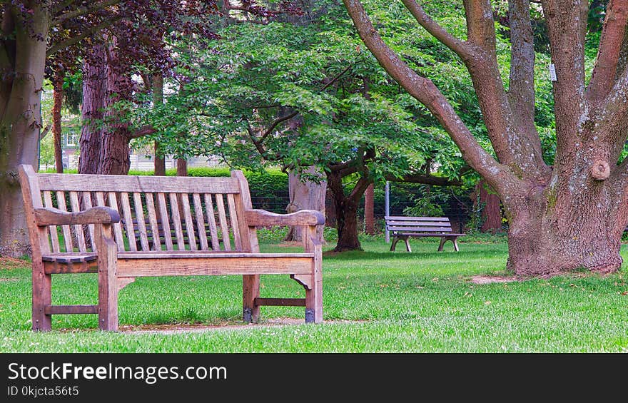 Tree, Nature, Plant, Grass