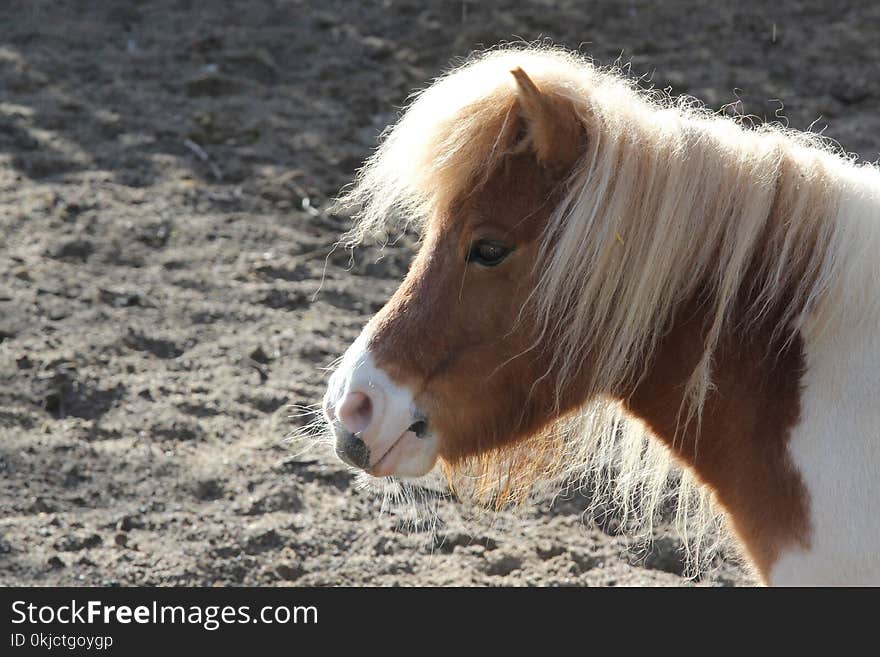 Horse, Mane, Horse Like Mammal, Pony