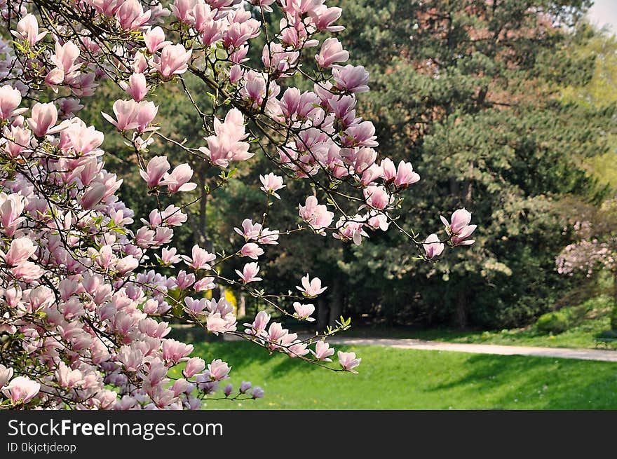 Plant, Flower, Flowering Plant, Spring