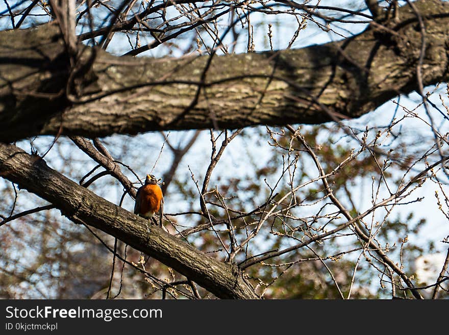 Branch, Tree, Bird, Fauna