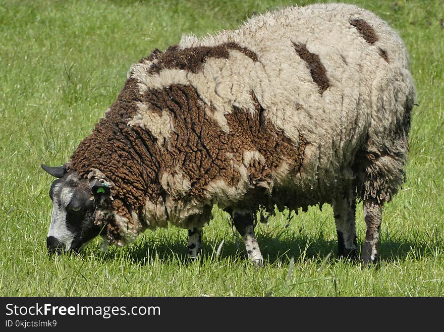 Grazing, Grassland, Cattle Like Mammal, Pasture