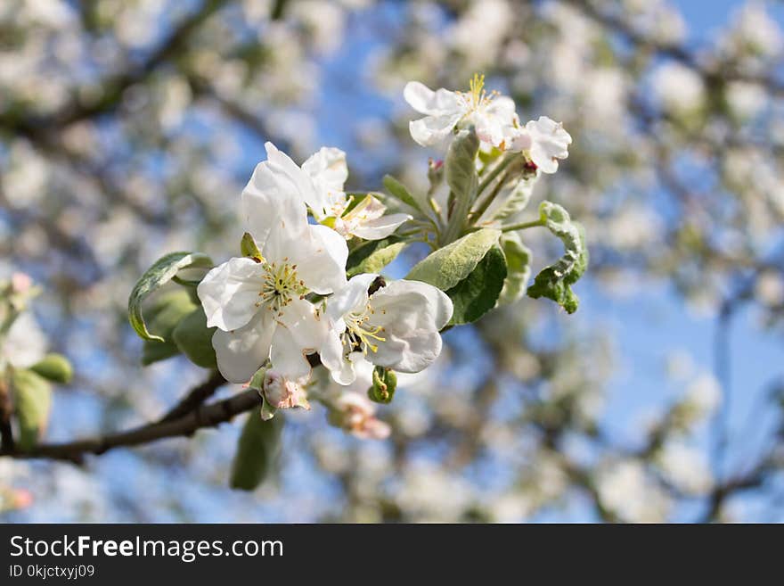 Blossom, Spring, Branch, Cherry Blossom