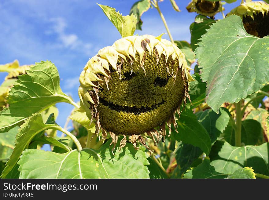 Sunflower, Flower, Plant, Sunflower Seed