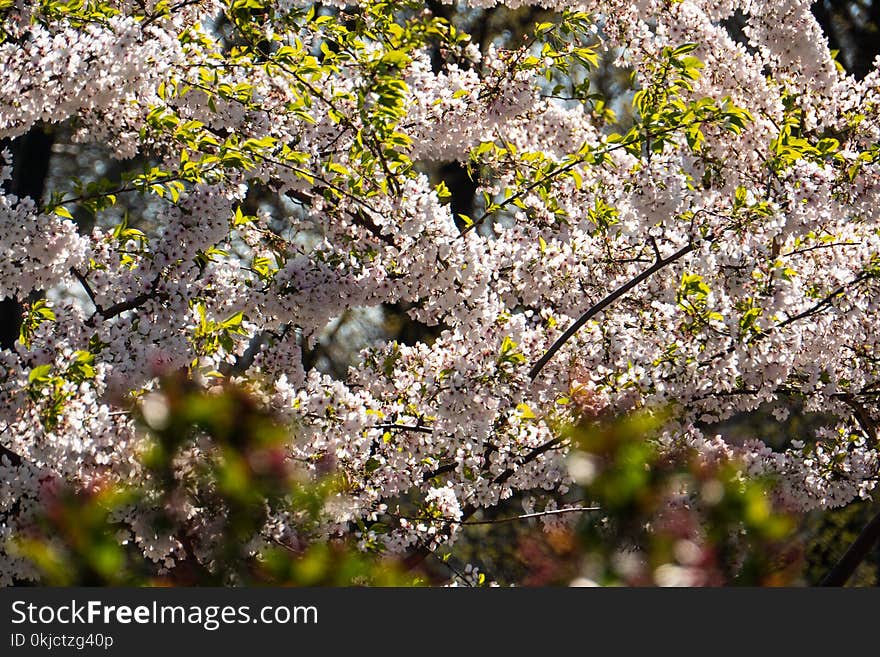 Plant, Blossom, Spring, Flower