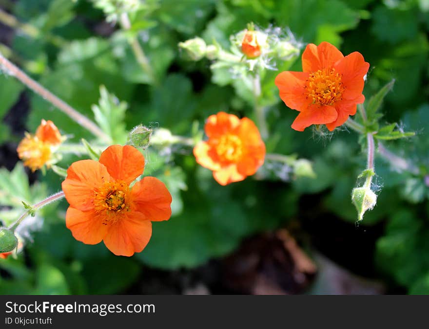 Flower, Flora, Flowering Plant, Geum