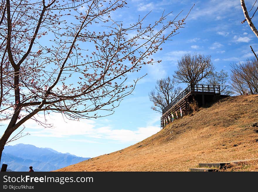 Sky, Mountainous Landforms, Tree, Mountain