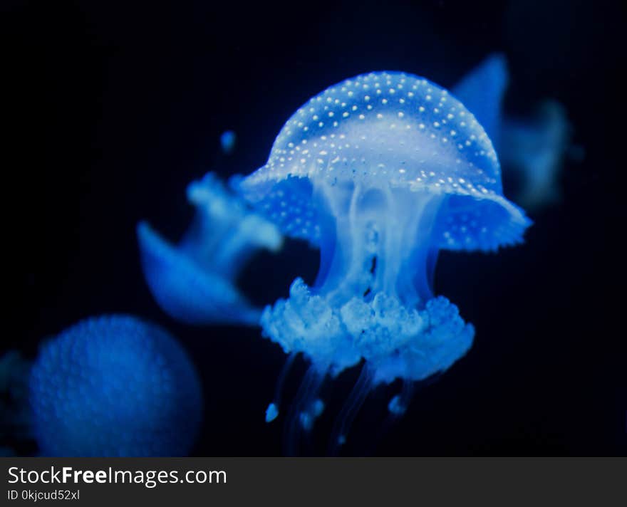 Jellyfish, Cnidaria, Blue, Marine Invertebrates