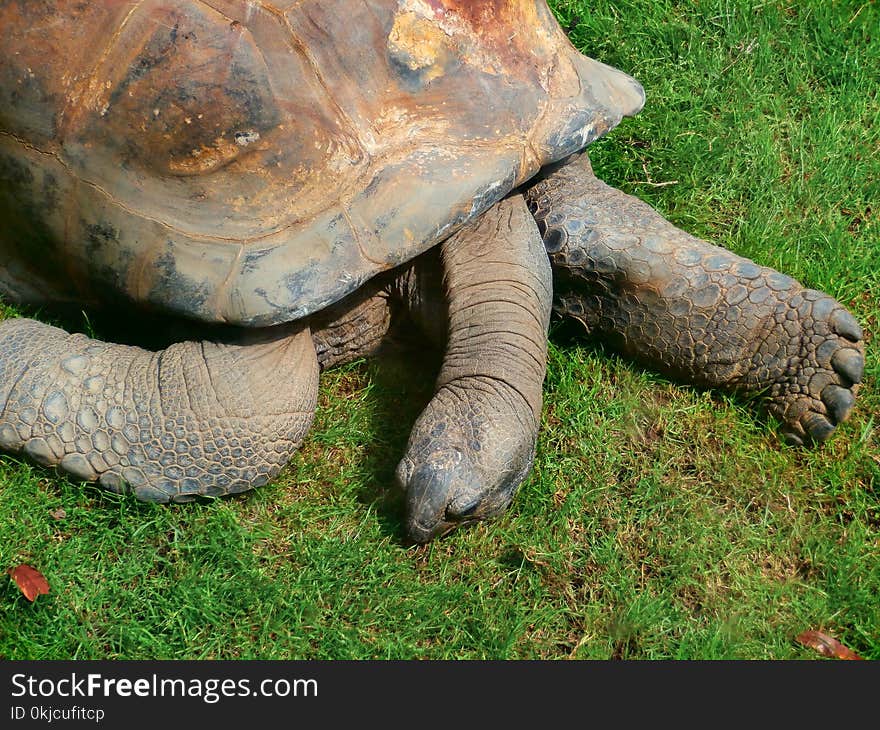 Tortoise, Terrestrial Animal, Turtle, Fauna