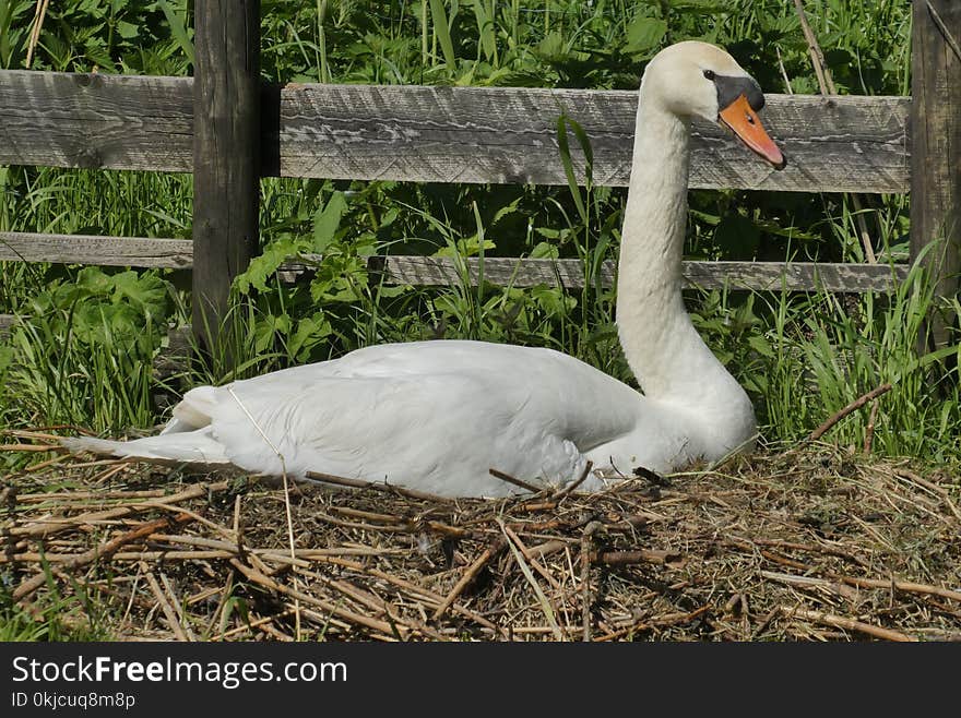 Swan, Bird, Water Bird, Ducks Geese And Swans