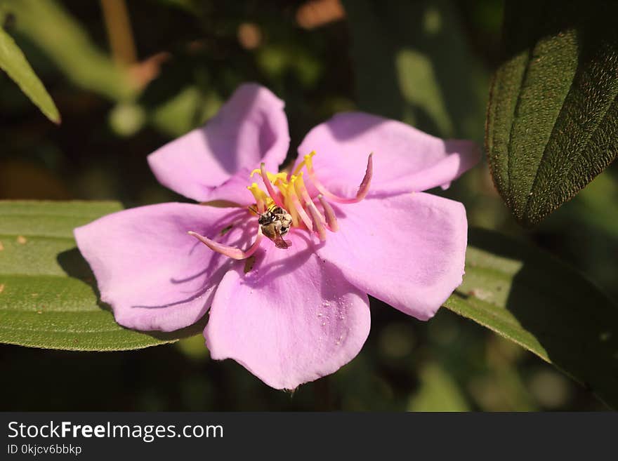 Flower, Pink, Flora, Plant